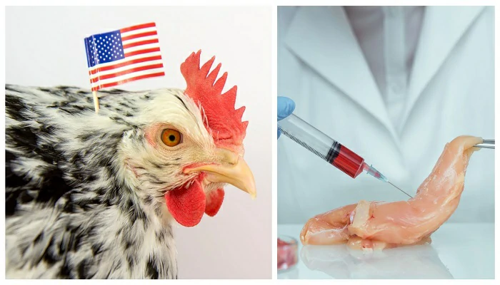 Le « poulet de laboratoire » désormais autorisé aux USA