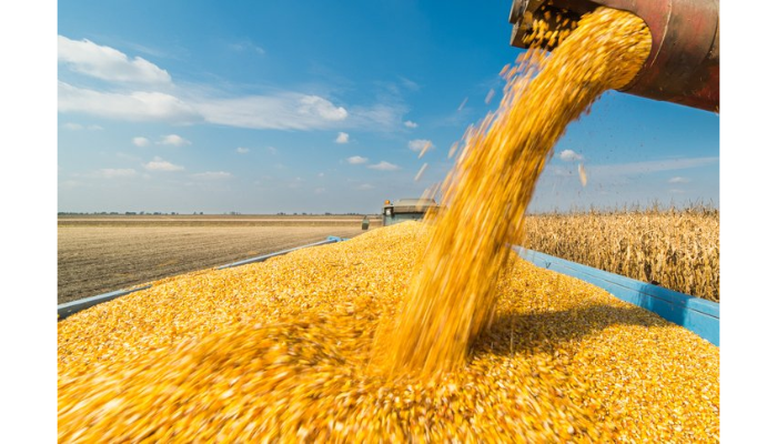 Sécurité alimentaire : Le Maroc s’appuiera fortement sur ses importations de blé pour couvrir ses besoins