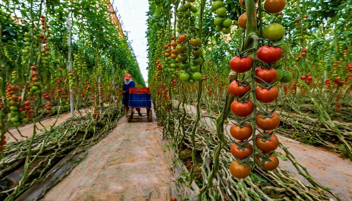 Exportations contingentées des tomates