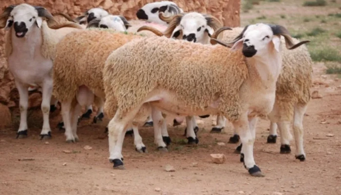 5,4 millions de têtes d’ovins et de caprins identifiés
