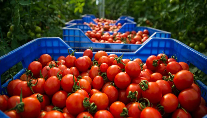 La tomate marocaine envahit les rayonnages français