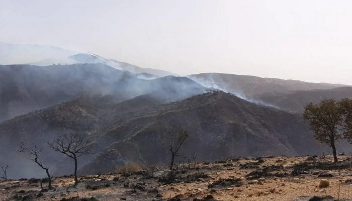 Le feu ravage toujours la forêt de Maghraoua : 780 ha partis en fumée !