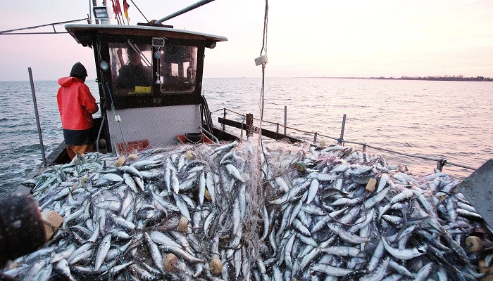Pêche côtière et artisanale : Contraction des débarquements à fin août