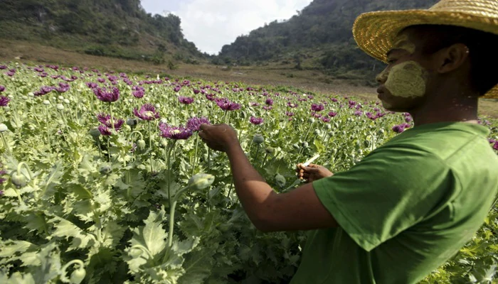 L’Afghanistan détrôné en opium : La Birmanie prend le relai