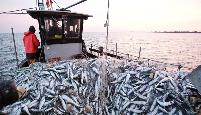 Pêche : Baisse de -11% des débarquements à 1 108 330 Tonnes à fin octobre 2023
