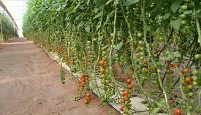 Exportations horticoles marocaines : Vox rejoue la carte de « tomateros »