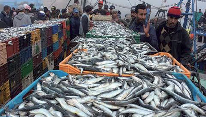 Pêche : Hausse de la valeur des produits commercialisés en janvier