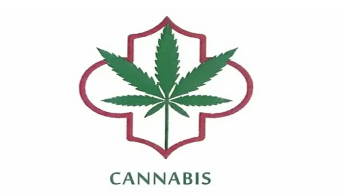 Valorisation du cannabis : Le label Maroc dévoilé