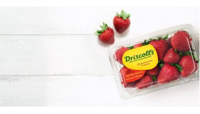 Fruits rouges : Driscoll’s Maroc lance une station de conditionnement à Larache