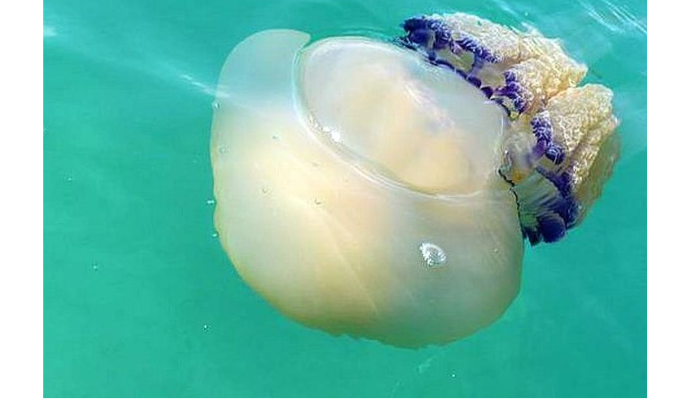 Des méduses australiennes en Méditerranée : Ce qu’en disent les scientifiques marocains