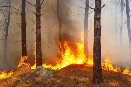 Oasis du Haut-Todgha: Un incendie ravageur et des questions en suspens