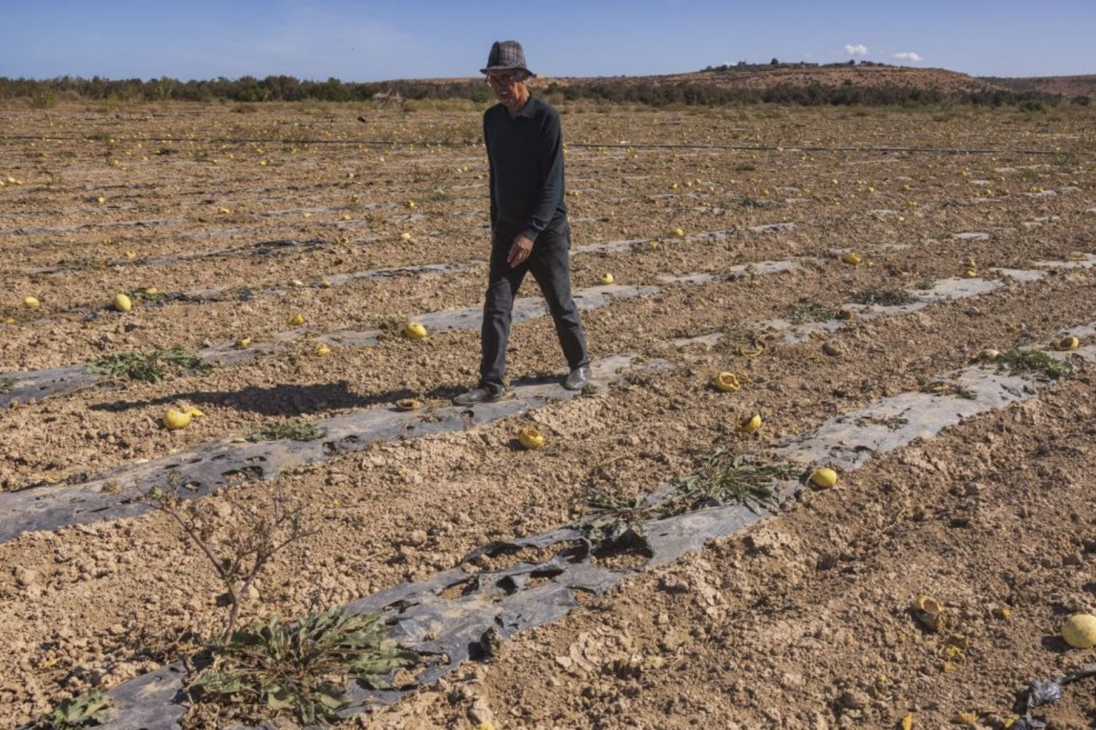 Les effets de la sécheresse sous la loupe de BAM : Défaillances agricoles...