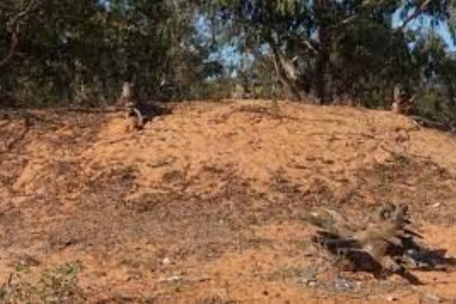 Reforestation de la Maâmoura : Bilan d’étape encourageant. Le poumon du Gharb en convalescence
