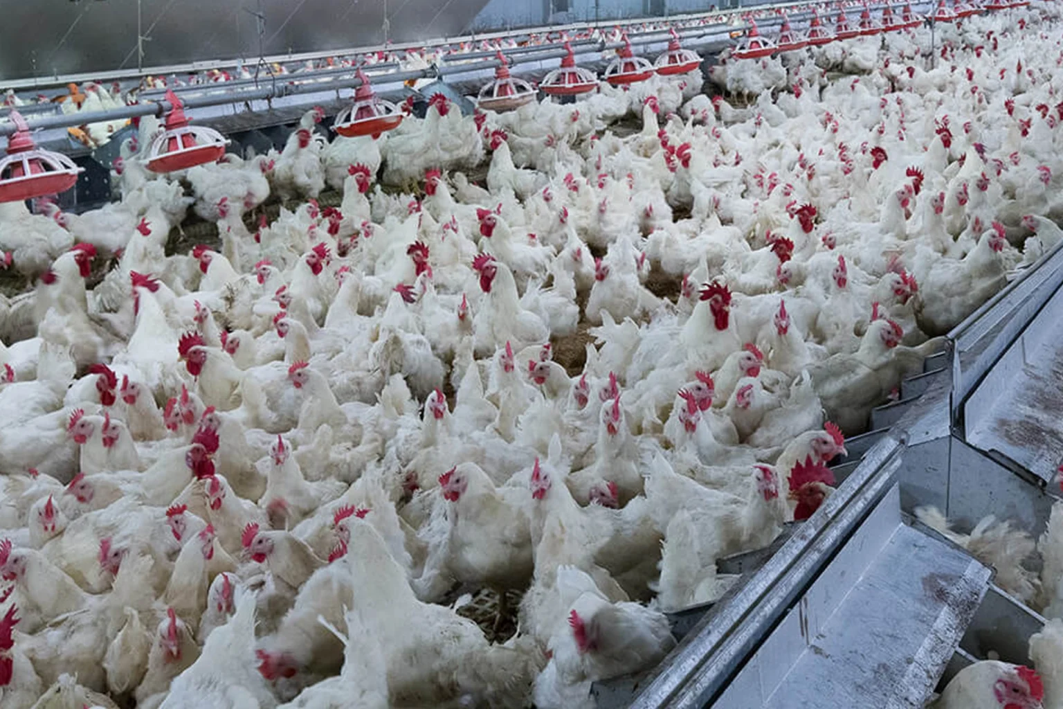 Aviculture et provende : Le Conseil de la concurrence enquête, l’œuf où la poule?  