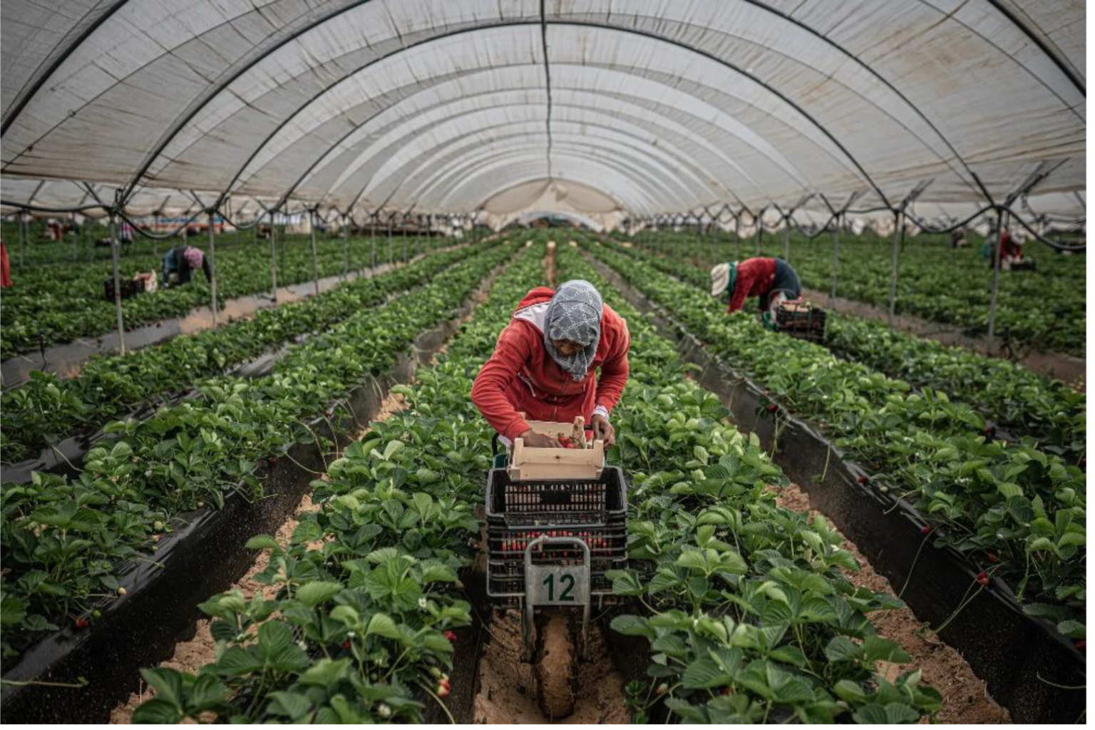 Récolte des fraises en Espagne : Des « recruteurs » de Huelva au Maroc. 4.000 ouvrières sollicitées...
