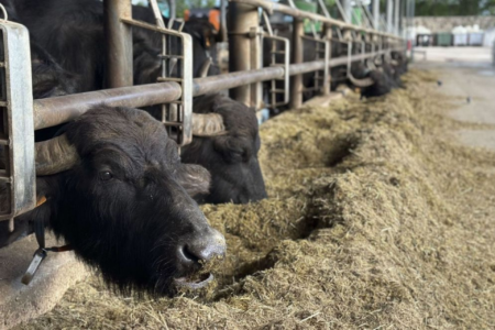 Fièvre aphteuse : Pour conjurer le mauvais sort, les importations des aliments fourragers d’Allemagne frappés d’interdit