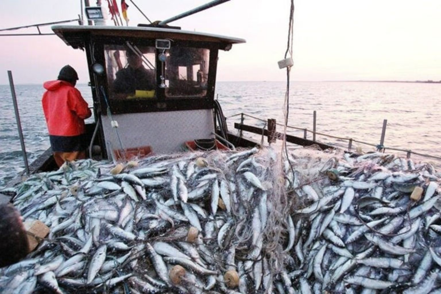 Pêche : Selon l’ONP, la valeur des produits commercialisés en hausse de 6% en 2024