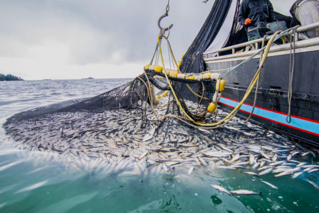 Pêche : Selon l’ONP, la valeur des produits commercialisés en hausse de 22% en janvier