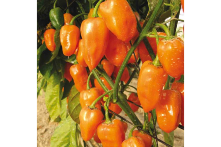 Exportations horticoles en Europe : L’alerte aux pesticides donnée à Berlin. Le piment refoulé !