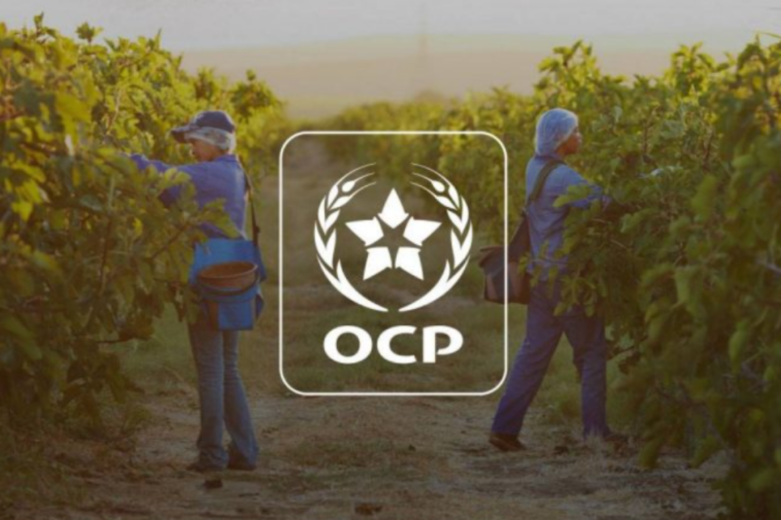 Minerais : OCP, Le chiffre d’affaires progresse de 6% en 2024