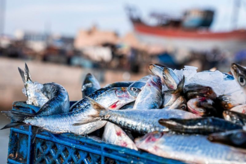 Pêche : Baisse du tonnage débarqué. Hausse de la valeur des produits commercialisés à fin février