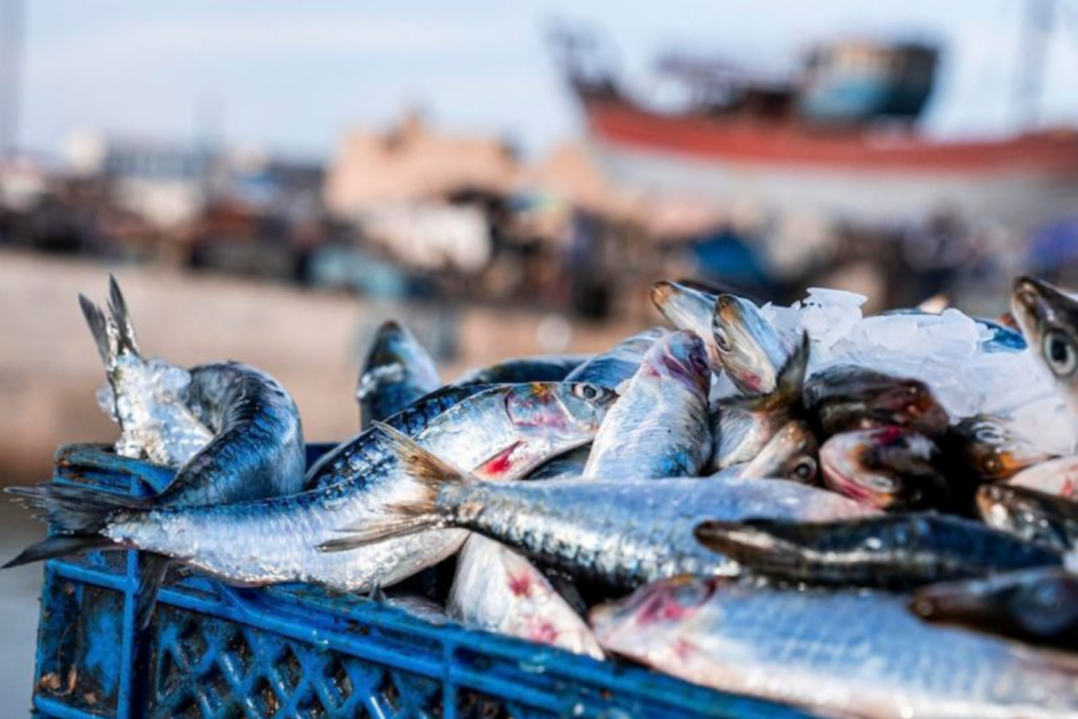 Pêche : Baisse du tonnage débarqué. Hausse de la valeur des produits commercialisés à fin février