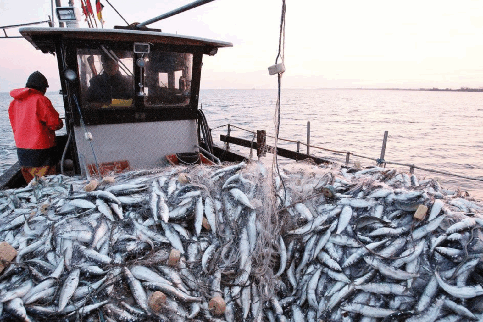 Stratégie de pêche : Halieutis dans les filets d’Attac. Un programme lourd de menaces…