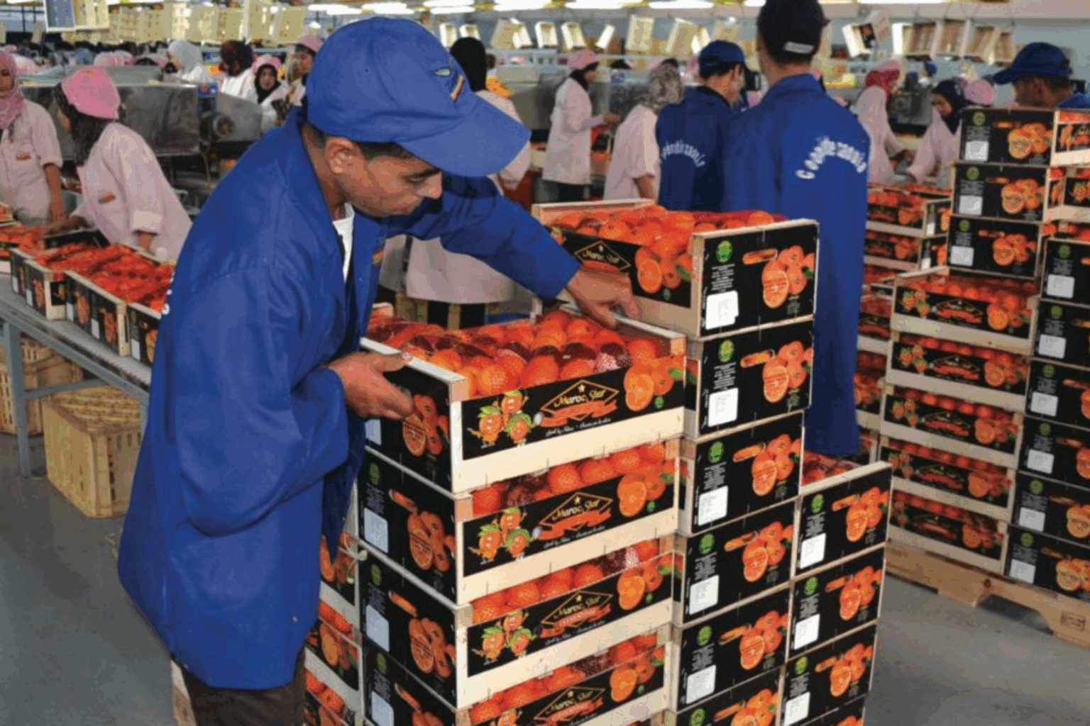 Morocco Foodex : Exportations horticoles, les agrumes marocains à l’Assaut de l’empire du Soleil Levant