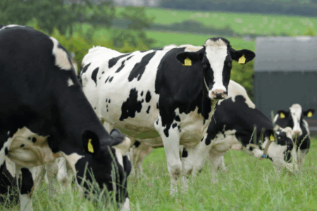 Agroalimentaire : Les Irlandais investissent Casablanca. Comme du beurre...