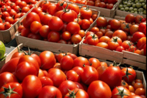 Exportations horticoles : Le Maroc avance vite, à quel prix ?
