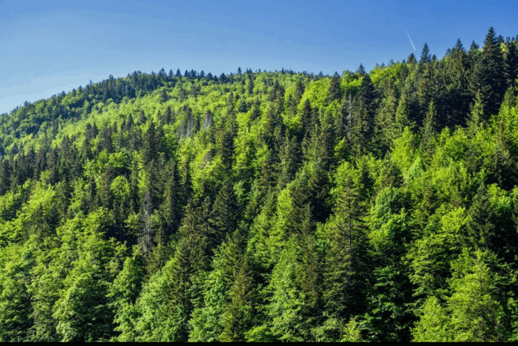 FNUF : A New York, le Maroc préside la 20è session. La durabilité des forêts en débat