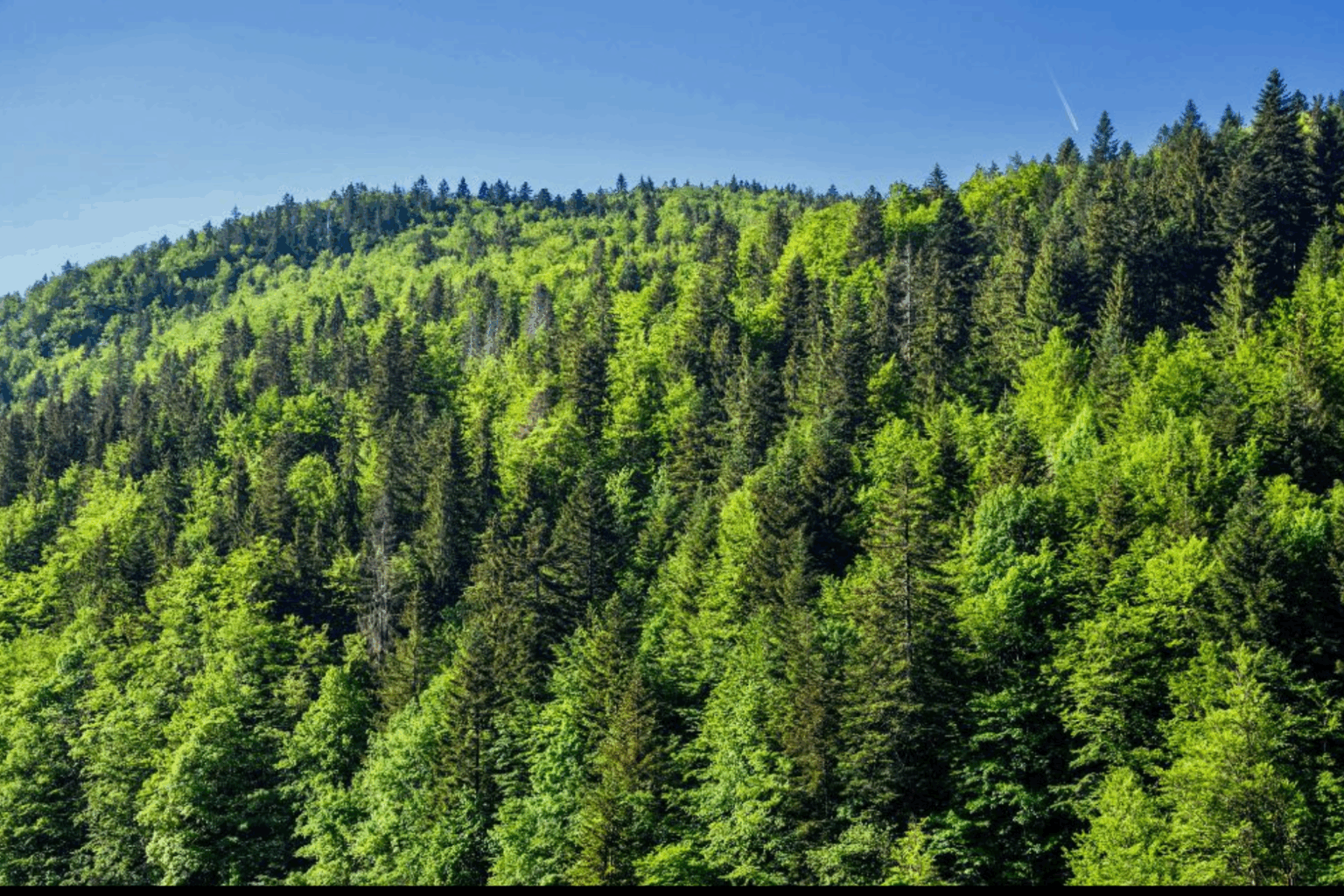 FNUF : A New York, le Maroc préside la 20è session. La durabilité des forêts en débat
