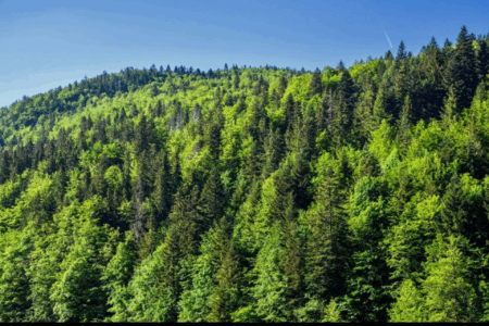 FNUF : A New York, le Maroc préside la 20è session. La durabilité des forêts en débat