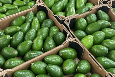 Alors que la sécheresse reste prégnante : Record d’exportations d’avocats. Incohérence agricole !