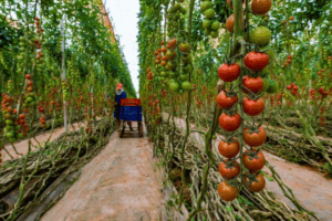 Exportations horticoles marocaines en Europe : L’origine sahraouie pose toujours problème. Pressions sur Bruxelles...
