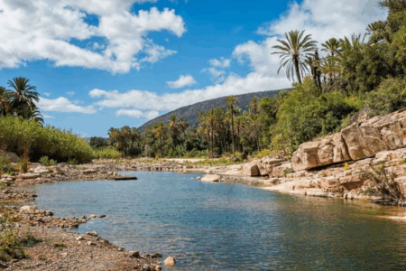 Gestion durable du patrimoine forestier : Pour donner corps aux orientations de l’ONU, Rabat et Riyad s’allient