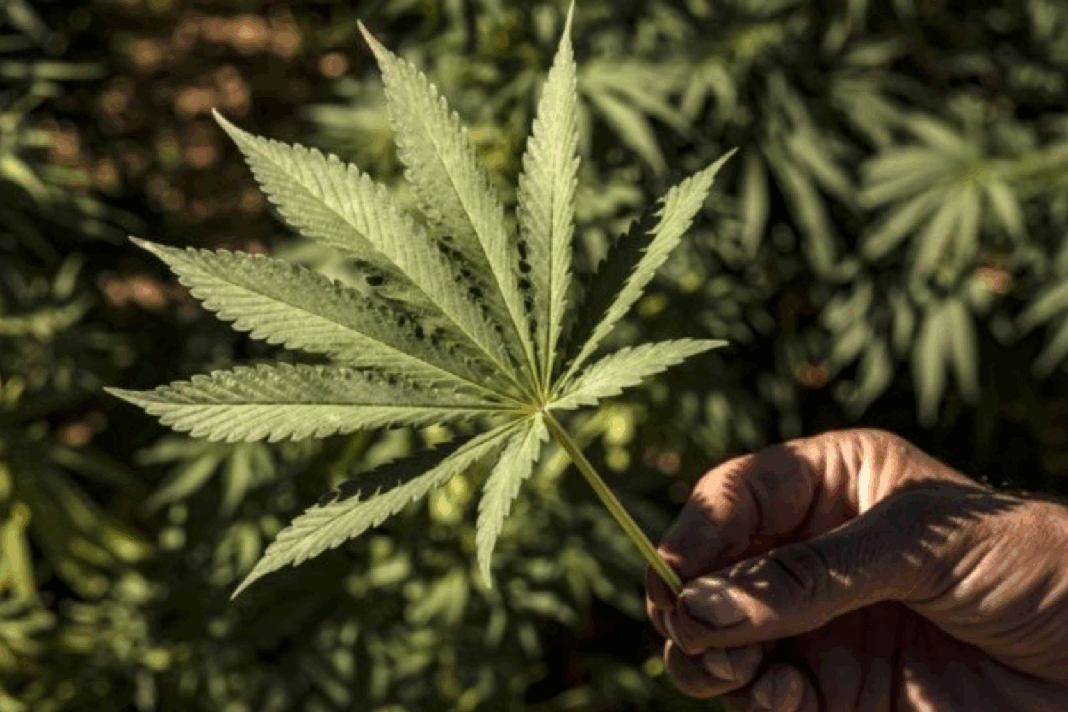 Valorisation du cannabis : L’ANRAC s’allie à l’UM6P. Du récréatif au curatif...