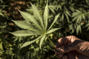 Valorisation du cannabis : L’ANRAC s’allie à l’UM6P. Du récréatif au curatif...