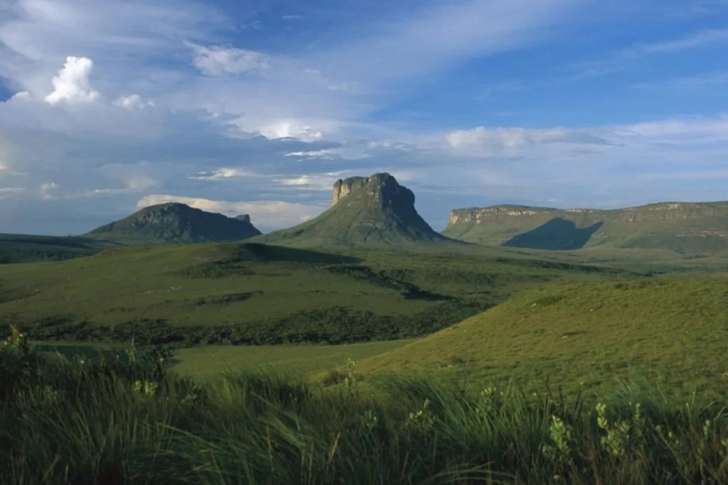 Pâturages dégradés dans le Cerrado brésilien : Réhabilitation de la vallée de l’Araguaia. L’OCP s’investit dans une grande opération de restauration 