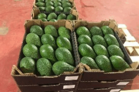En dépit du stress hydrique : Explosion des exportations d’avocats vers le Canada. La FGD interpelle le gouvernement...