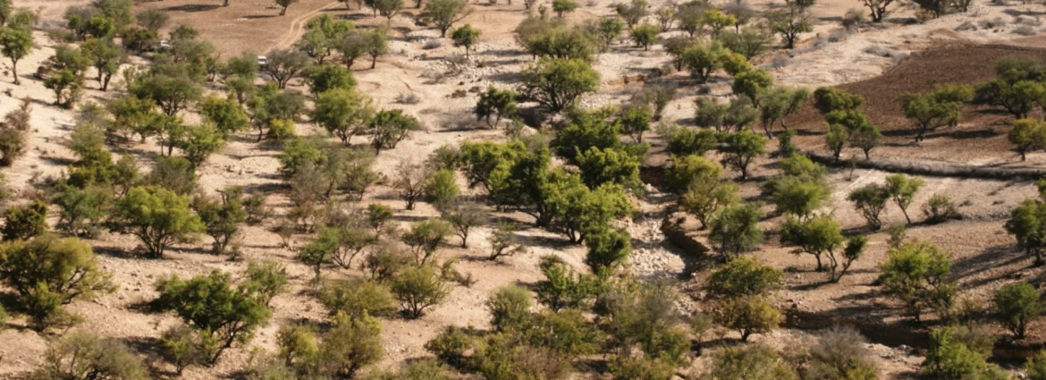 Arganier marocain : Séquençage réussi à Tiznit