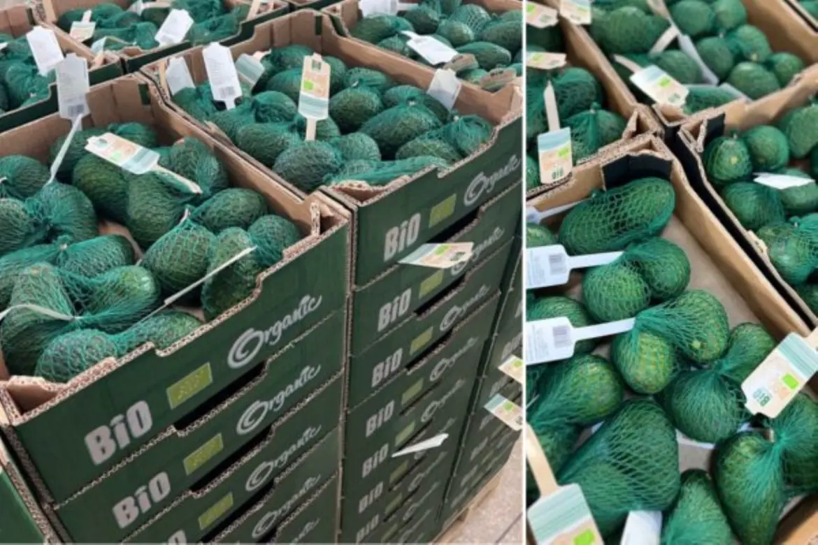 Exportations d’avocat : Baisse des volumes en année hyperpluvieuse