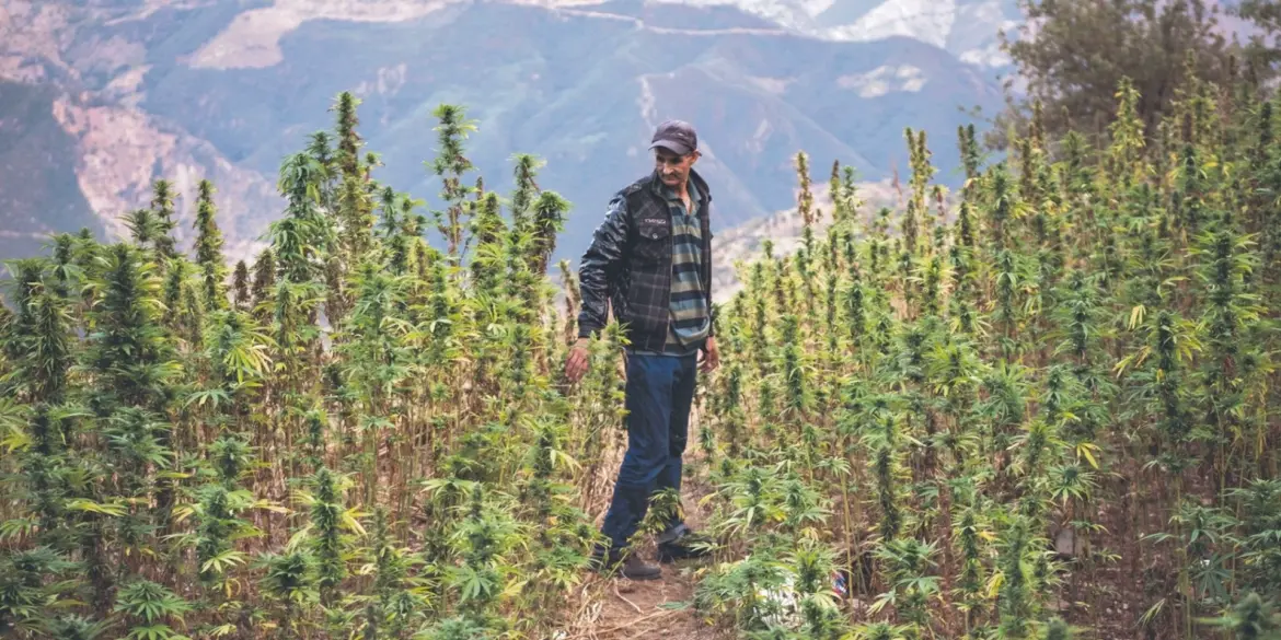 Produits issus du cannabis : L’AMMPS et l’ANRAC scellent un accord sur les procédures d’enregistrement