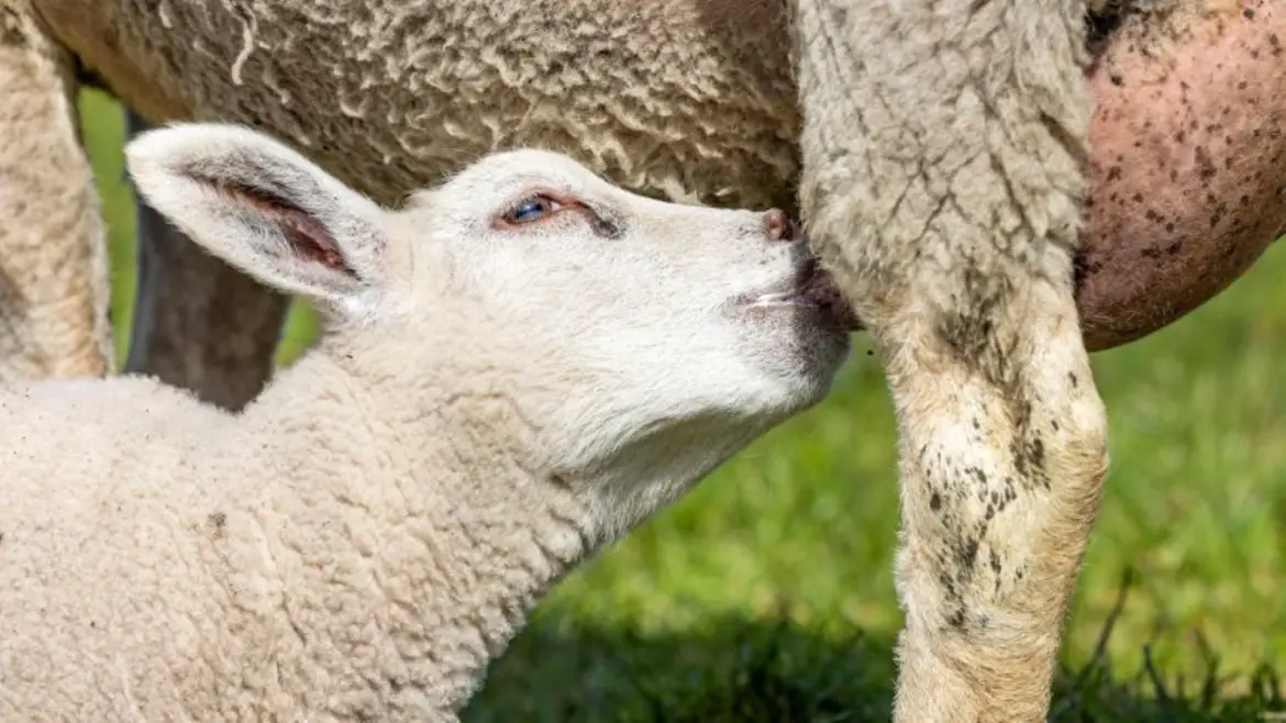 Reconstitution du cheptel : Les aides conditionnées de retour