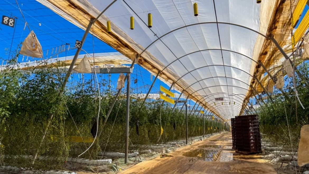 Drames agricoles à Chtouka Aït Baha : Près de 1500 hectares sous abris endommagés par les tempêtes de vent