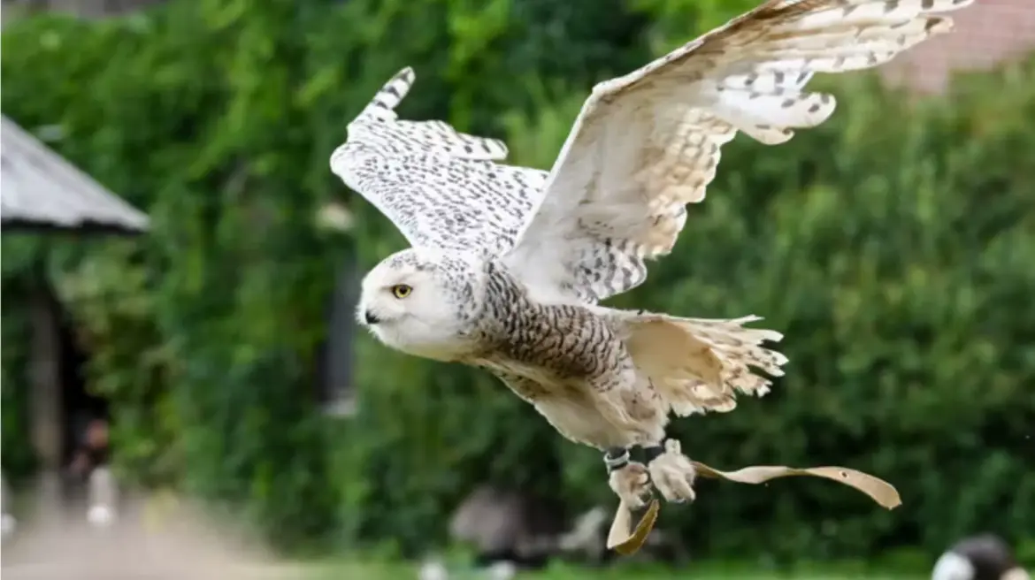 Espèces migratrices en danger : La protection internationale s’allonge à 40 autres animaux