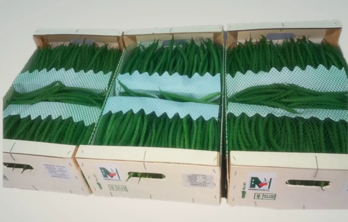 Exportations horticoles : Plus de 817 tonnes de haricots verts sur le marché irlandais