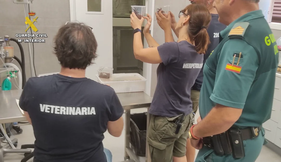 Animaux protégés : Un trafiquant en provenance du Maroc arrêté à Cadix