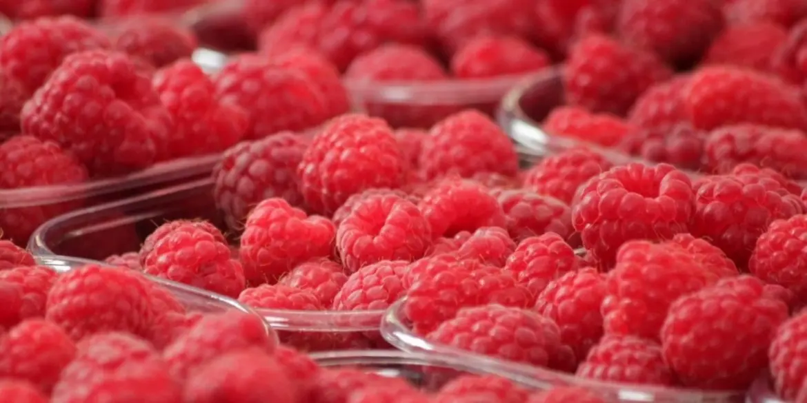 Exportations de fruits rouges : Les expéditions sur le marché européen perturbées