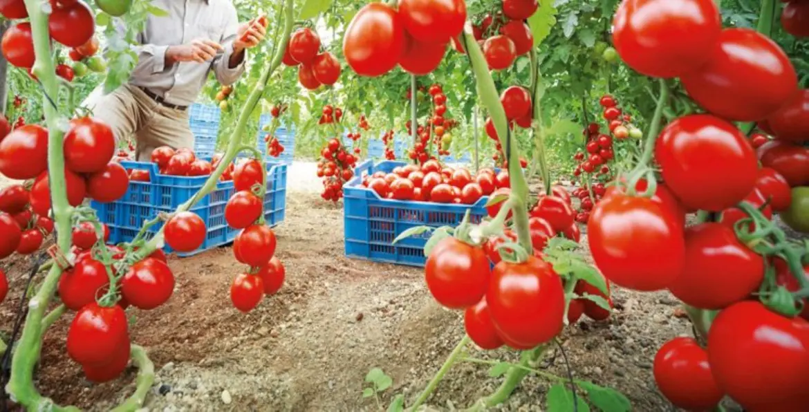 Envolée des prix des tomates : Le Maroc décide l’arrêt des exportations vers l’Afrique